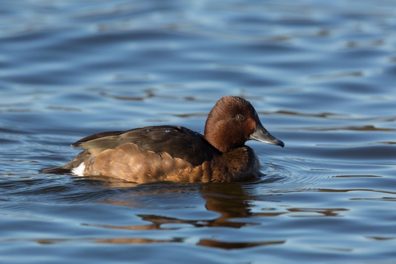 Moretta tabaccata (Aythya nyroca)